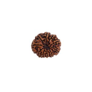 Natural 5 Mukhi Rudraksha (Nepal Origin)