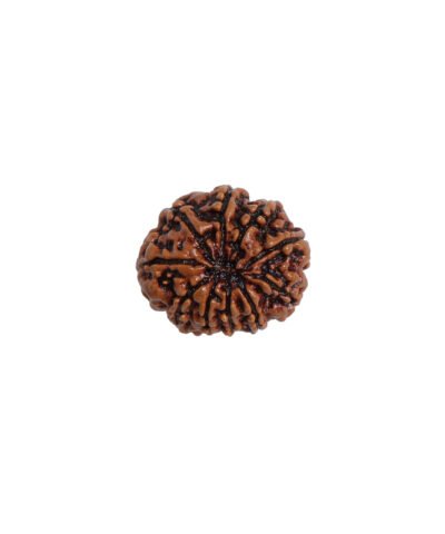 Natural 5 Mukhi Rudraksha (Nepal Origin)