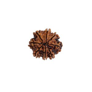 Natural 6 Mukhi Rudraksha (Nepal Origin)