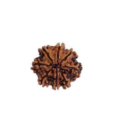 Natural 6 Mukhi Rudraksha (Nepal Origin)
