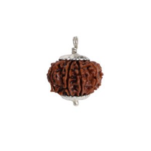 Natural 4 Mukhi Rudraksha (Nepal Origin)