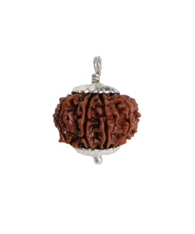 Natural 4 Mukhi Rudraksha (Nepal Origin)