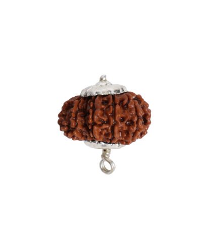 Natural 7 Mukhi Rudraksha (Nepal Origin)